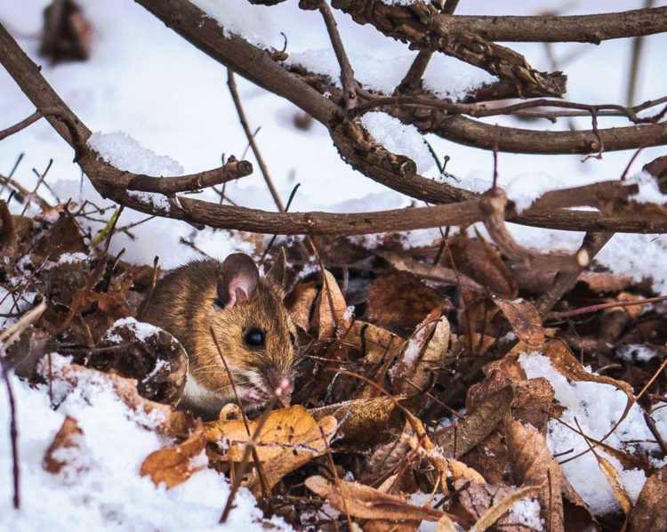 ZIMA w PARKU WILANOWSKIM warsztaty przyrodnicze dla rodzin z dziećmi