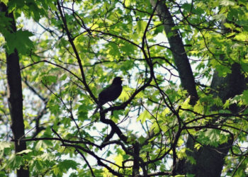 Zielona Szkoła – warsztaty przyrodnicze dla dzieci i dorosłych w Nowym Teatrze