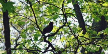 Zielona Szkoła – warsztaty przyrodnicze dla dzieci i dorosłych w Nowym Teatrze