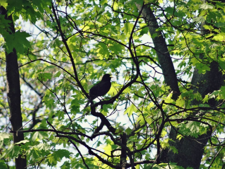Zielona Szkoła – warsztaty przyrodnicze dla dzieci i dorosłych w Nowym Teatrze