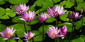 WILANOWSKIE WIDOKÓWKI | warsztaty dla rodzin