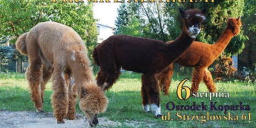 PIKNIK Z ALPAKAMI – WSTĘP WOLNY!