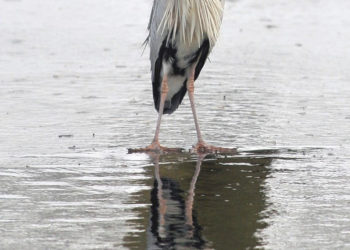 ZIMOWE SPOTKANIA ORNITOLOGICZNE | park wilanowski
