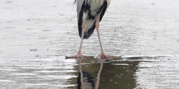 ZIMOWE SPOTKANIA ORNITOLOGICZNE | park wilanowski