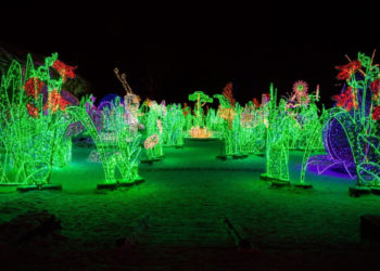 MIKOŁAJKI w KRÓLEWSKIM OGRODZIE ŚWIATŁA