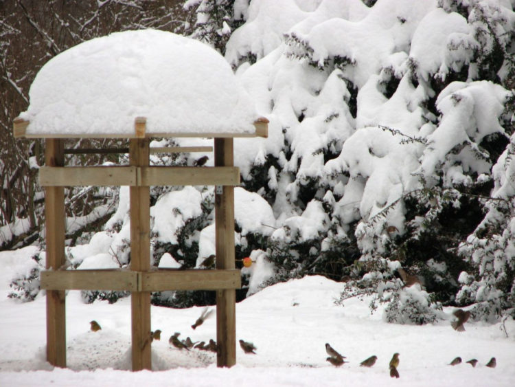 MUZEUM PAŁACU KRÓLA JANA III w WILANOWIE zajęcia przyrodnicze planowane na luty 2018 r.