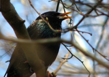MUZEUM PAŁACU KRÓLA JANA III w WILANOWIE zajęcia dla rodzin | kwiecień 2018 r.