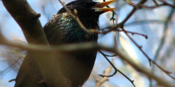 MUZEUM PAŁACU KRÓLA JANA III w WILANOWIE zajęcia dla rodzin | kwiecień 2018 r.
