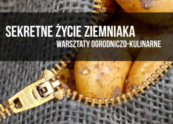 SEKRETNE ŻYCIE ZIEMNIAKA warsztaty ogrodniczo-kulinarne dla rodzin z dziećmi