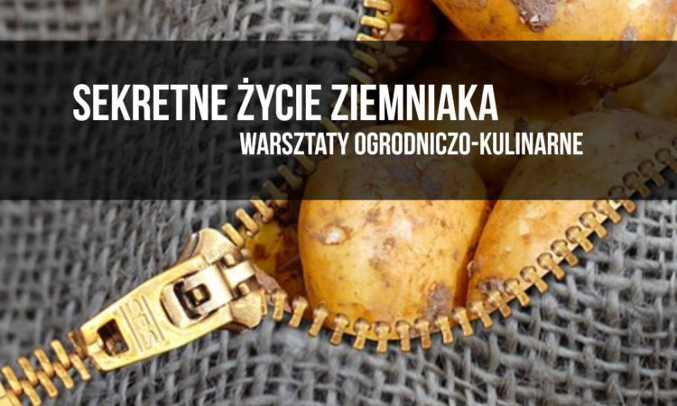 SEKRETNE ŻYCIE ZIEMNIAKA warsztaty ogrodniczo-kulinarne dla rodzin z dziećmi