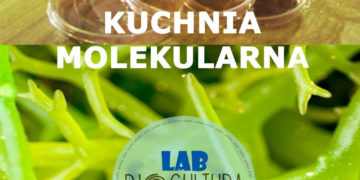 Kuchnia molekularna czyli glony w laboratorium – warsztaty w Bioculturze