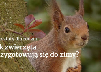 JAK ZWIERZĘTA PRZYGOTOWUJĄ SIĘ DO ZIMY – warsztaty przyrodnicze dla rodzin