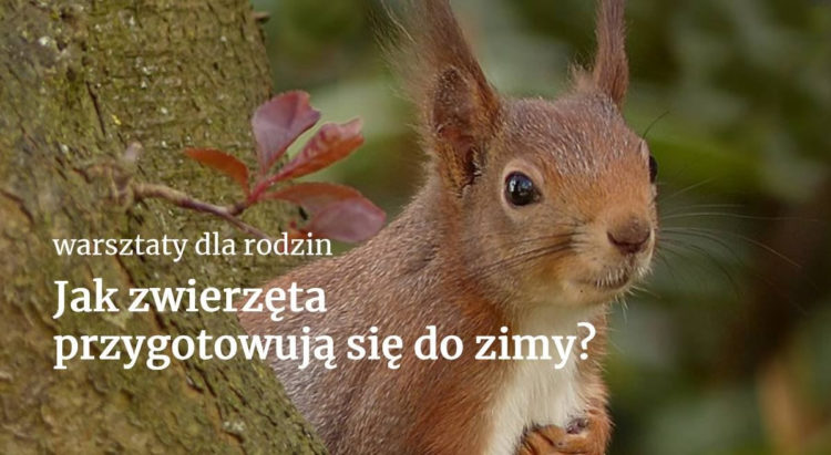 JAK ZWIERZĘTA PRZYGOTOWUJĄ SIĘ DO ZIMY – warsztaty przyrodnicze dla rodzin