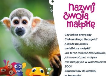 RUSZYŁO GŁOSOWNIE NA IMIONA DLA MAŁPEK W WARSZAWSKIM ZOO