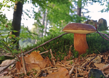 Czy warto jeść grzyby?