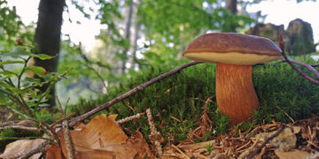 Czy warto jeść grzyby?