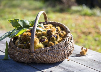 Kasztany – jesienne przysmaki w gospodarstwach Roter Hahn