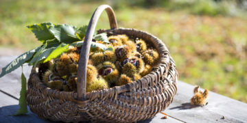 Kasztany – jesienne przysmaki w gospodarstwach Roter Hahn