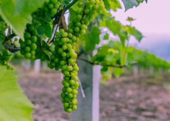 SZTUKA WINIARSKA W POLSCE