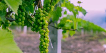 SZTUKA WINIARSKA W POLSCE