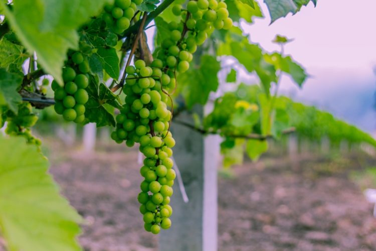 SZTUKA WINIARSKA W POLSCE