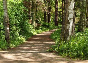 Majówka 2020 w okolicach Warszawy – leśne propozycje