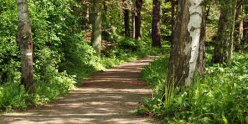 Majówka 2020 w okolicach Warszawy – leśne propozycje