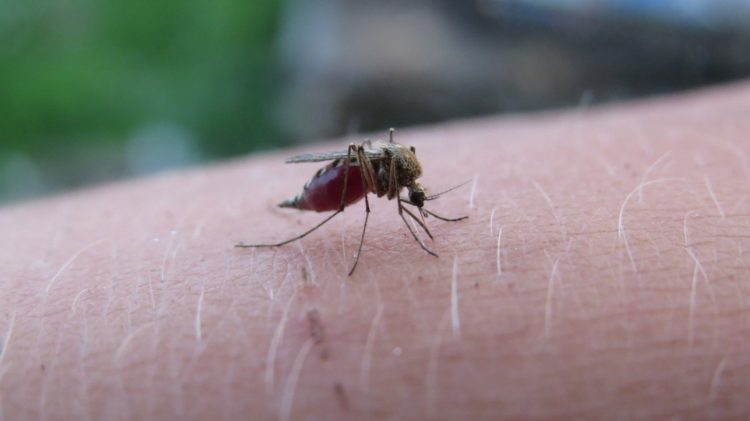Dobre rady na ukąszenia owadów