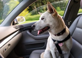 Bezpieczna podróż ze zwierzęciem