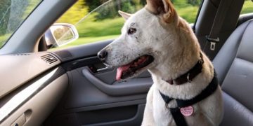 Bezpieczna podróż ze zwierzęciem