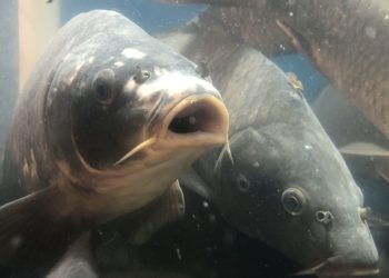 Patrzenie na rybki w akwarium uspokaja?