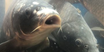 Patrzenie na rybki w akwarium uspokaja?