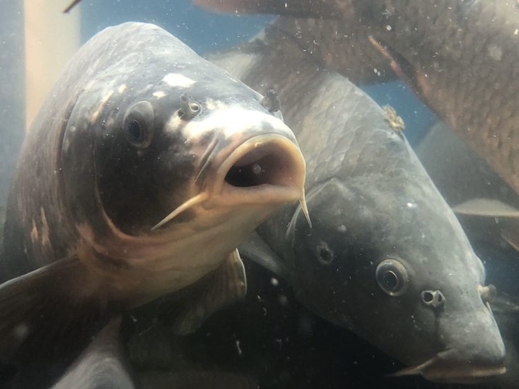 Patrzenie na rybki w akwarium uspokaja?