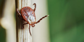 Bezpieczna wiosna, czyli jak uchronić się przed kleszczami