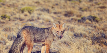 Kolejne przypadki wścieklizny u lisów wolno żyjących na terenie województwa mazowieckiego