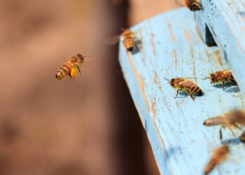 IKEA Janki ma nowych lokatorów – na dachu sklepu zamieszkają pszczoły!