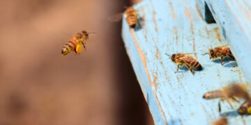 IKEA Janki ma nowych lokatorów – na dachu sklepu zamieszkają pszczoły!