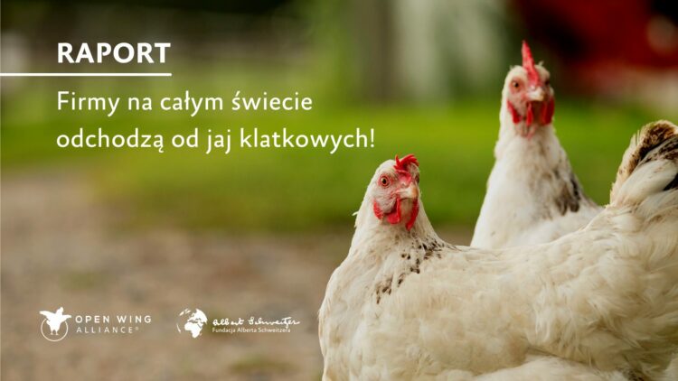 To już globalny trend – firmy na całym świecie odchodzą od jaj z chowu klatkowego