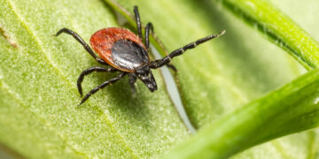 Eksperci sygnalizują: kleszczowe zapalenie mózgu może powodować długotrwałe konsekwencje zdrowotne u dzieci